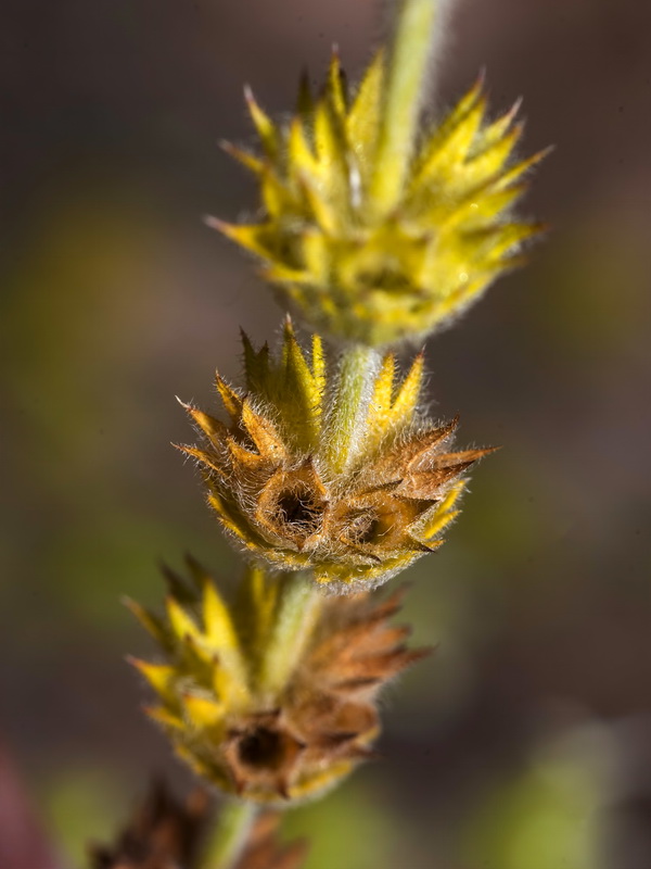 Sideritis ibanyezii.14