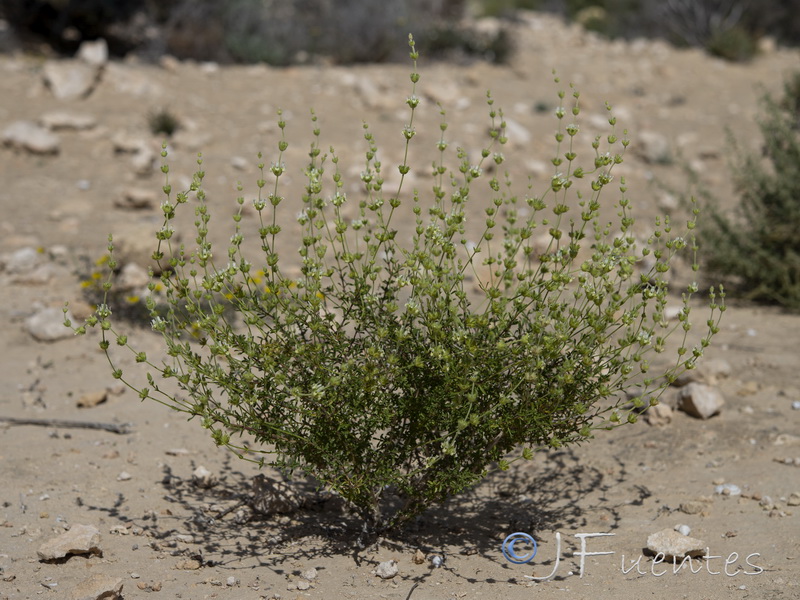 Sideritis ibanyezii.01