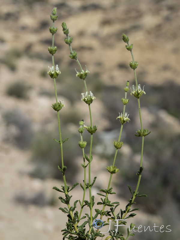 Sideritis ibanyezii.23