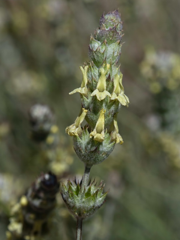 Sideritis incana.13