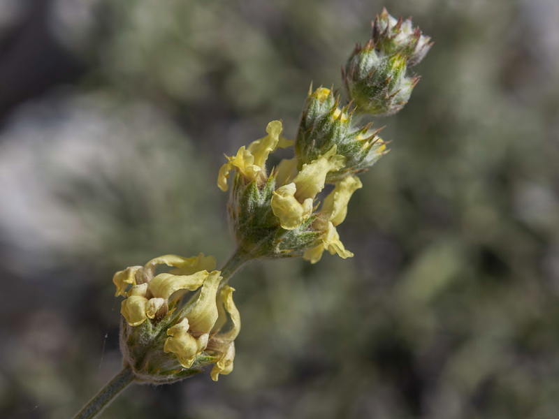 Sideritis incana.19