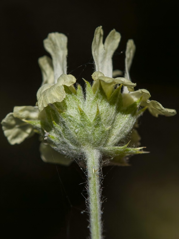 Sideritis incana.22