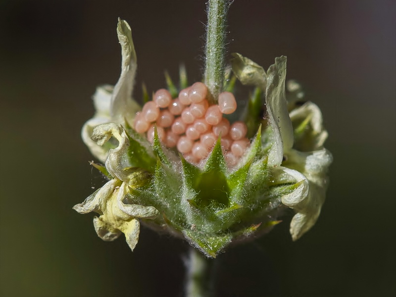 Sideritis incana.23