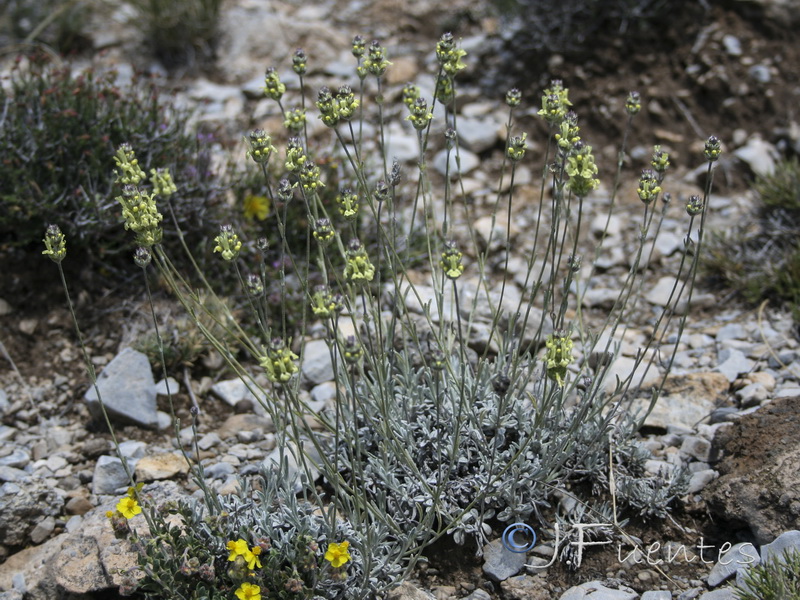 Sideritis incana.27