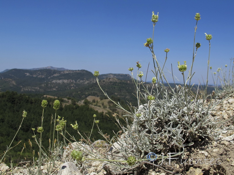 Sideritis incana.29