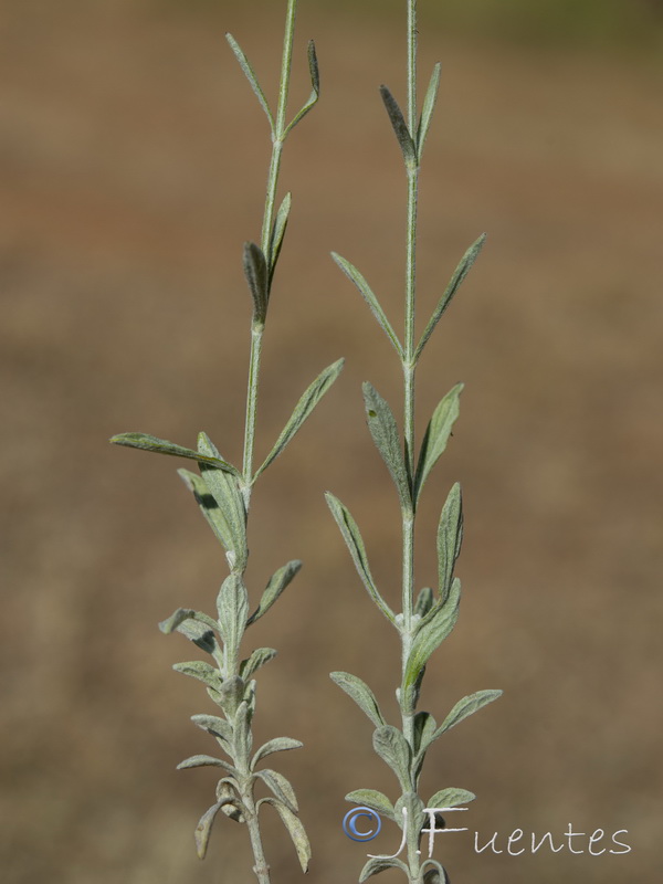 Sideritis incana occidentalis.01