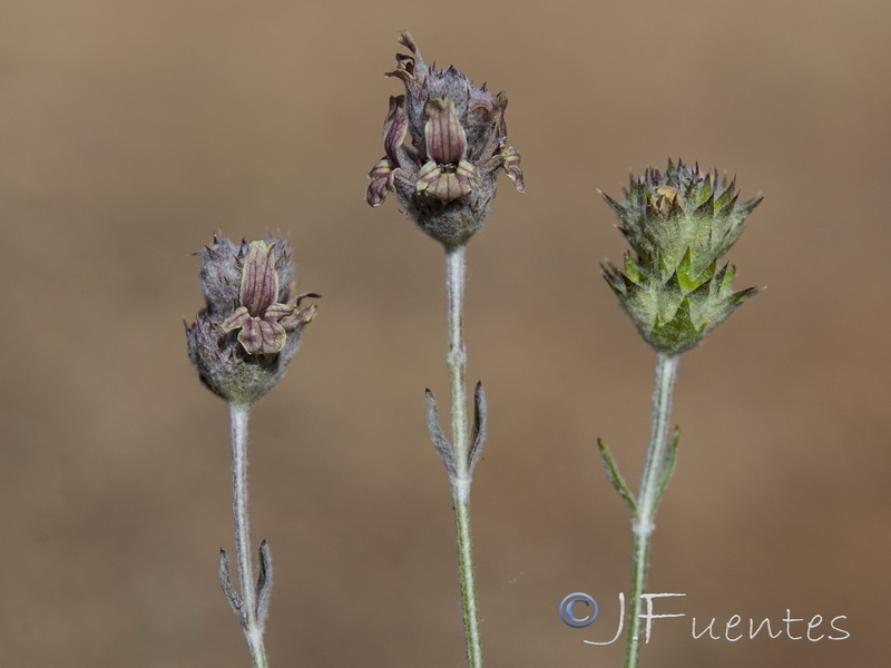 Sideritis incana occidentalis.02