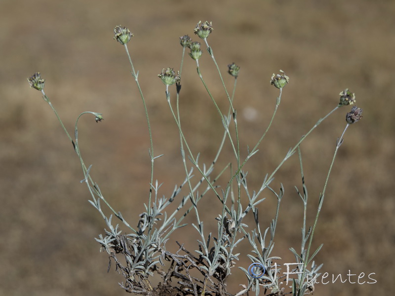 Sideritis incana occidentalis.03