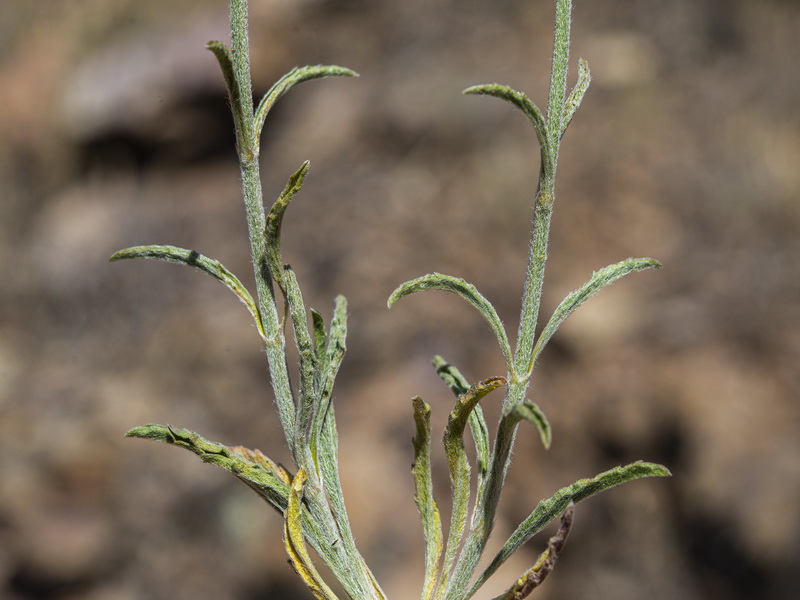 Sideritis lacaitae.03