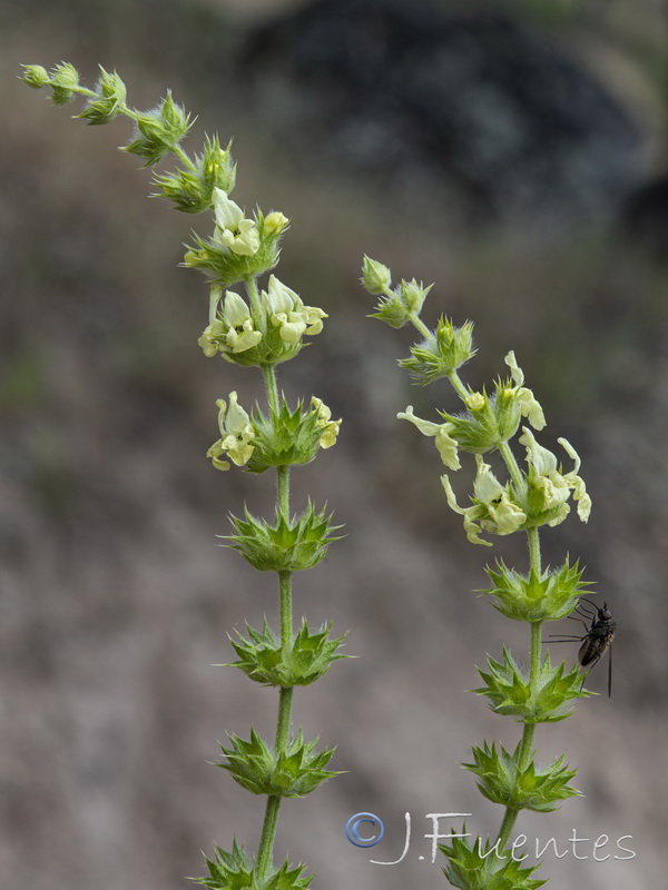 Sideritis lacaitae.05