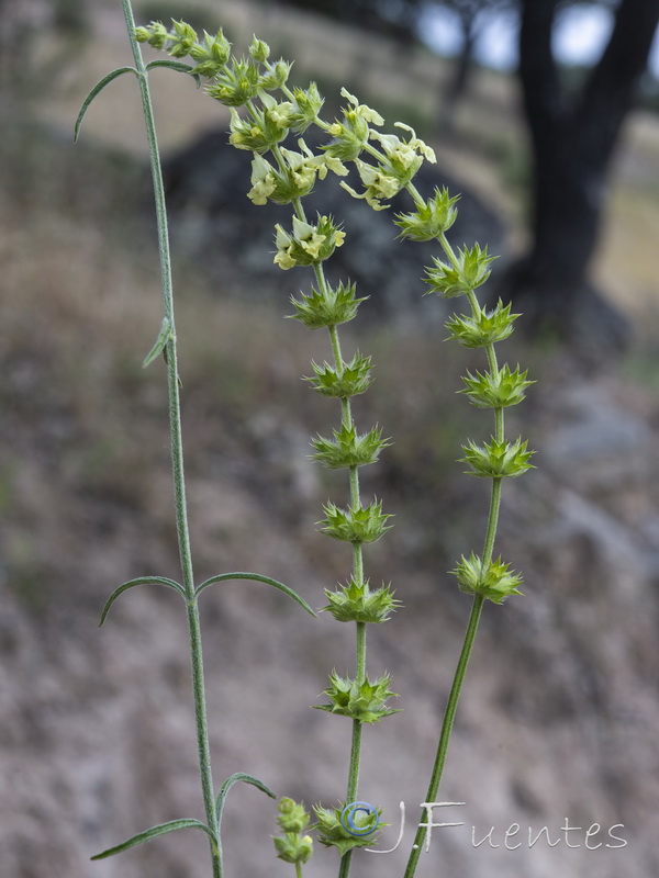 Sideritis lacaitae.06