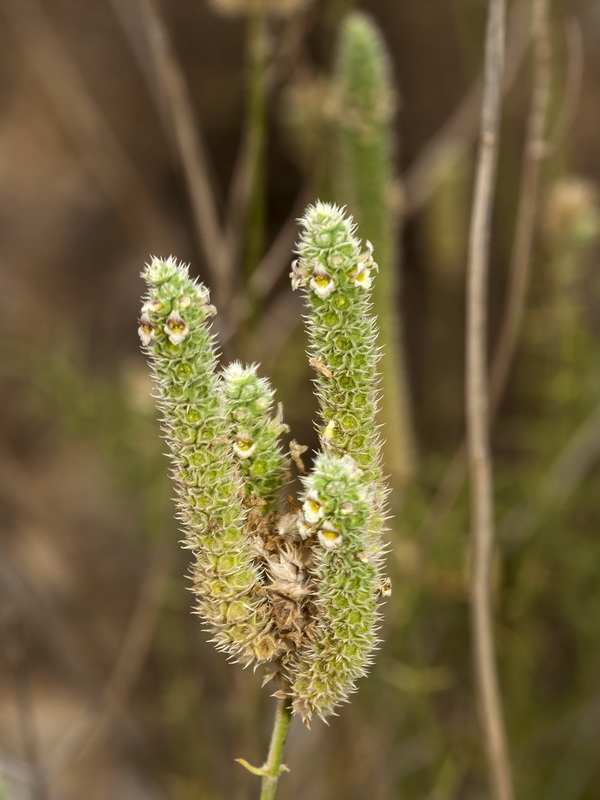 Sideritis lasiantha.02