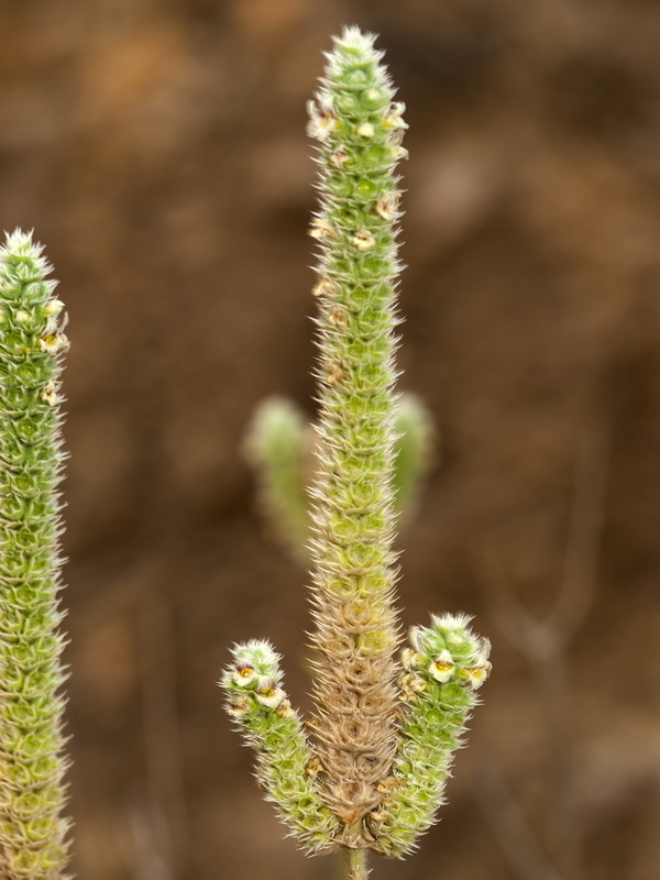 Sideritis lasiantha