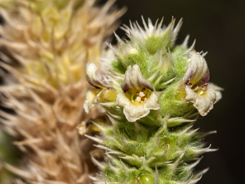 Sideritis lasiantha.04