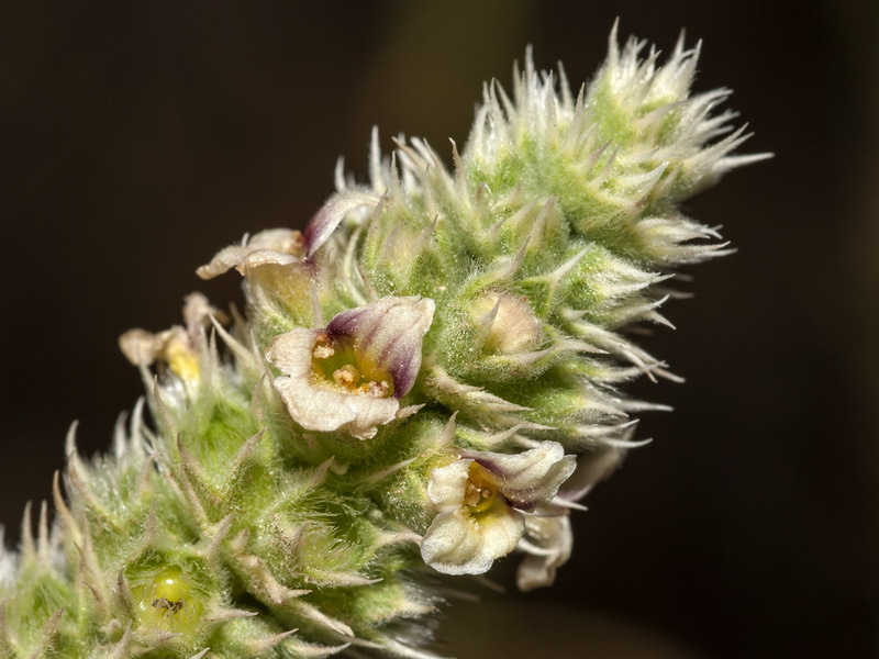 Sideritis lasiantha.05