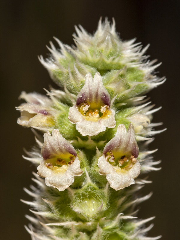 Sideritis lasiantha.06