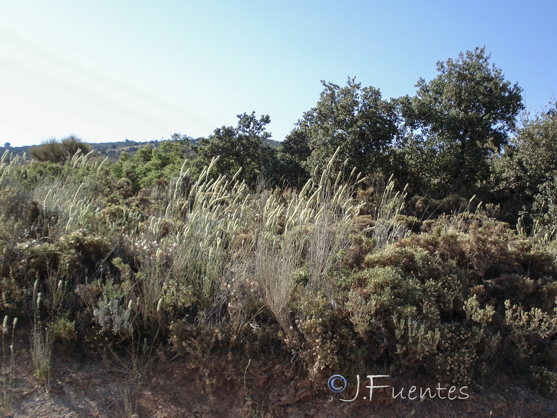 Sideritis lasiantha.07