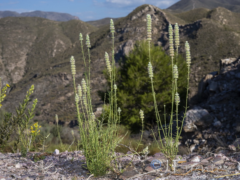 Sideritis lasiantha.09