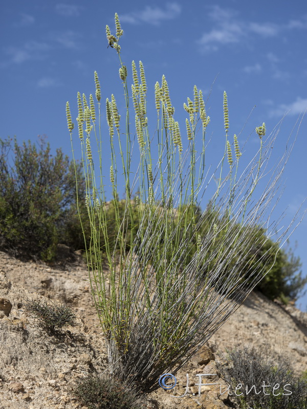 Sideritis lasiantha