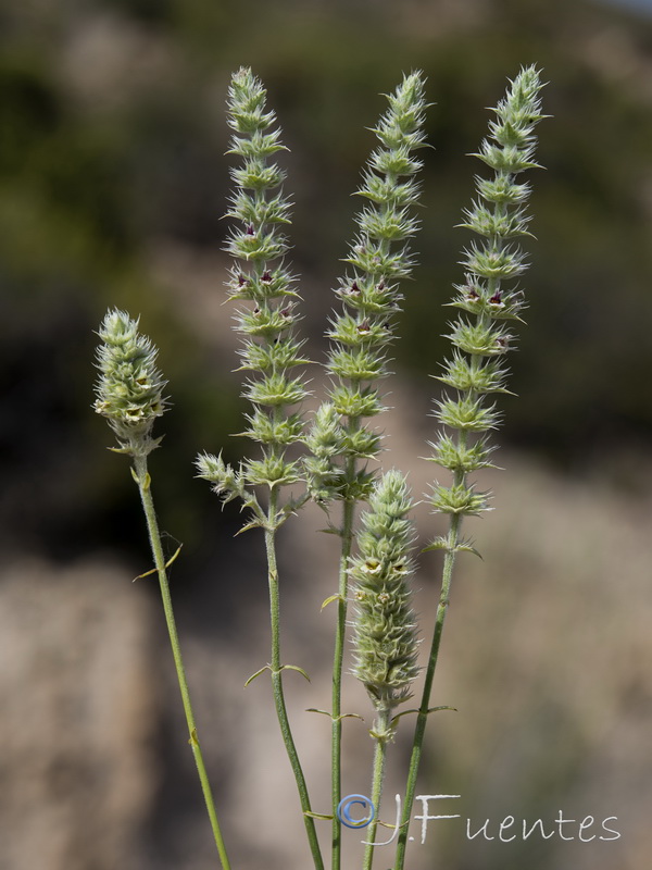 Sideritis lasiantha.12