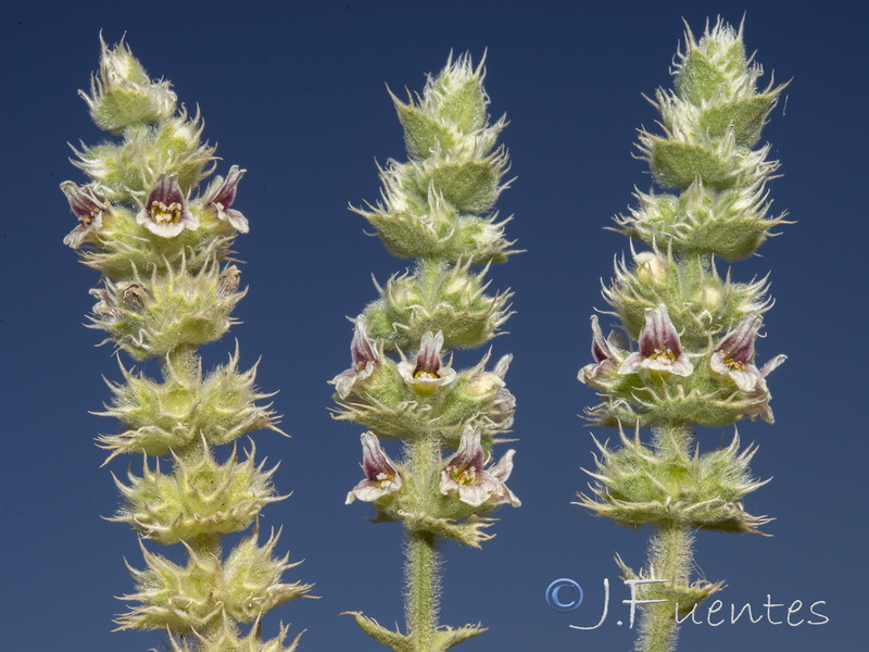 Sideritis lasiantha.14