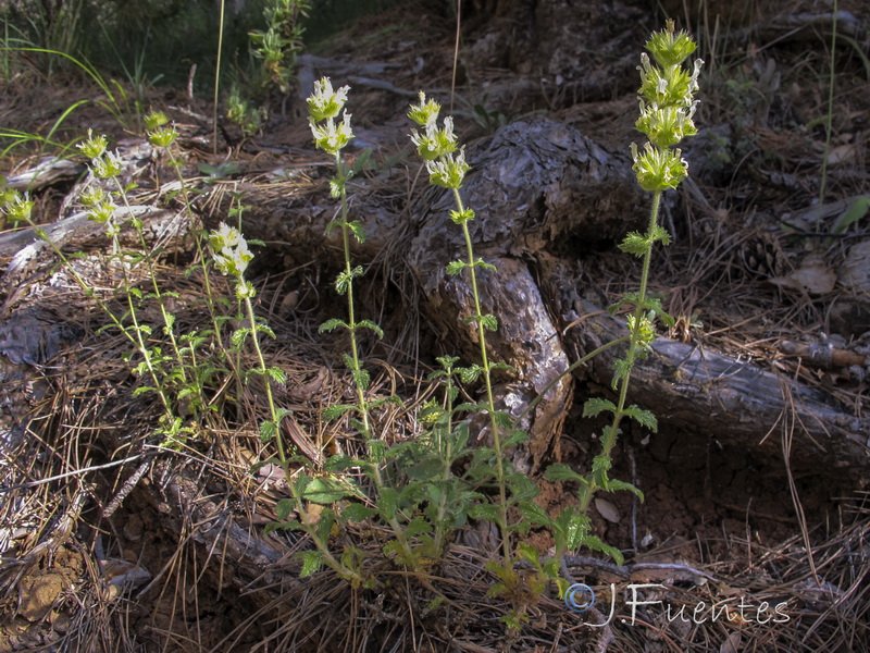 Sideritis laxespicata.01