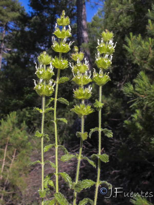 Sideritis laxespicata.04