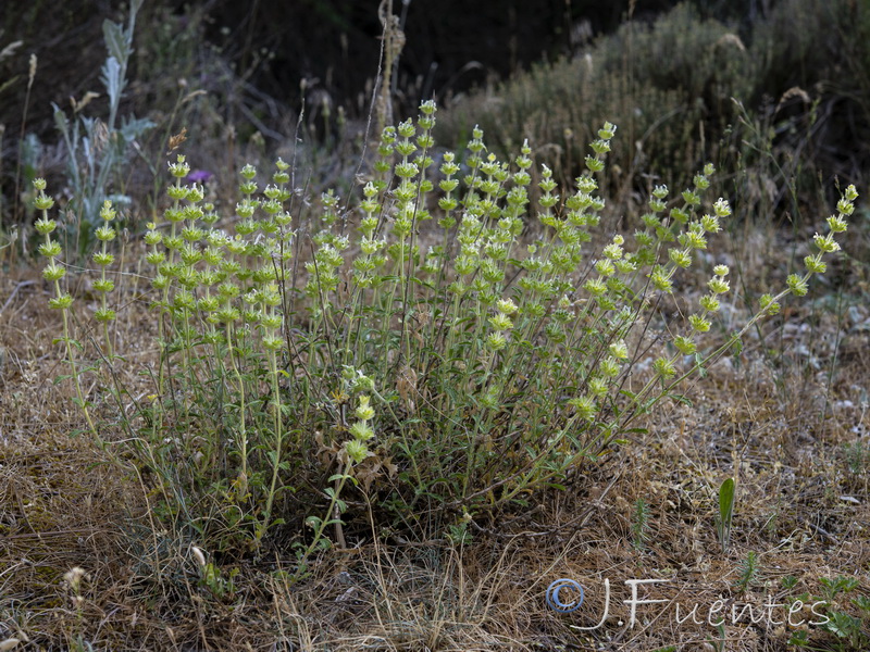 Sideritis laxespicata.05