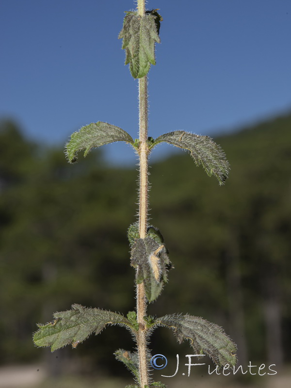 Sideritis laxespicata.09