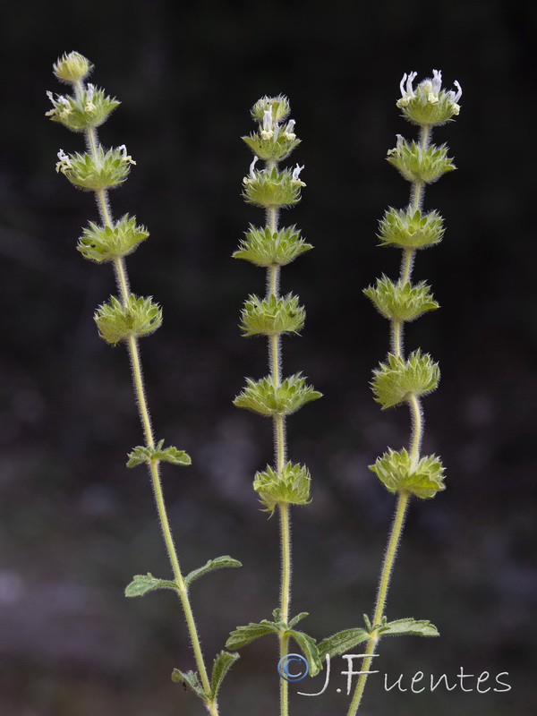 Sideritis laxespicata.10