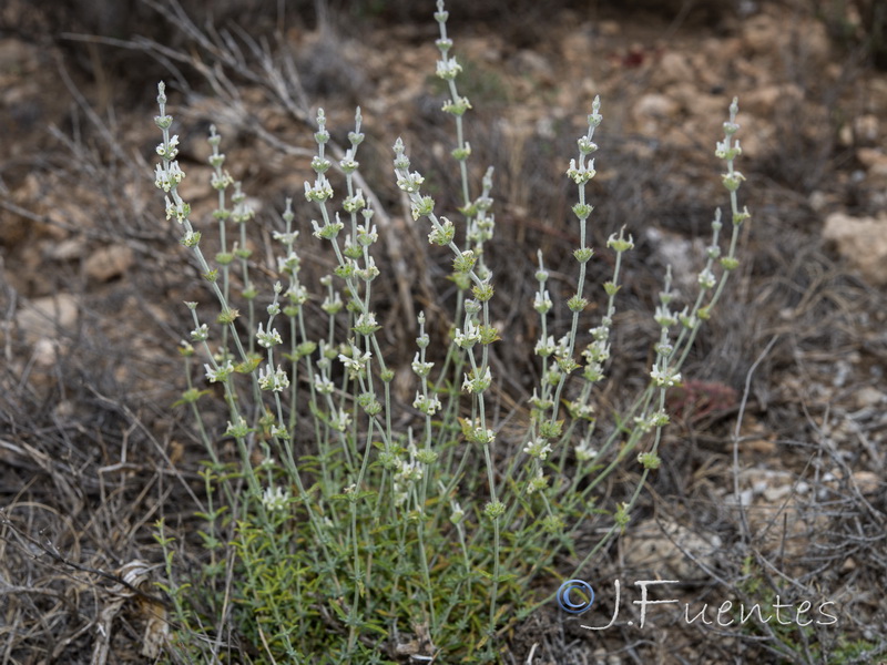 Sideritis leucantha incana.02