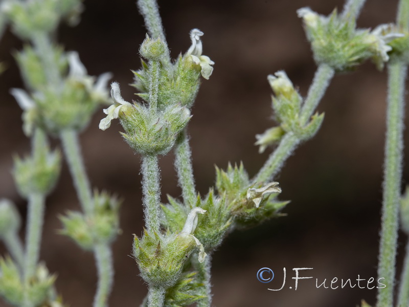 Sideritis leucantha incana.07