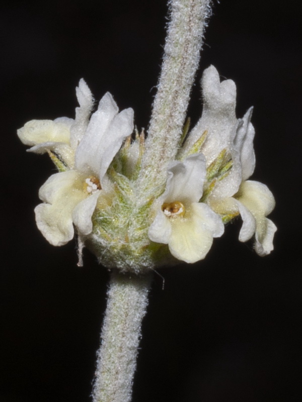 Sideritis leucantha incana.15