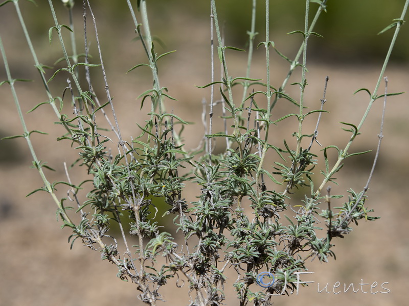 Sideritis leucantha incana.10