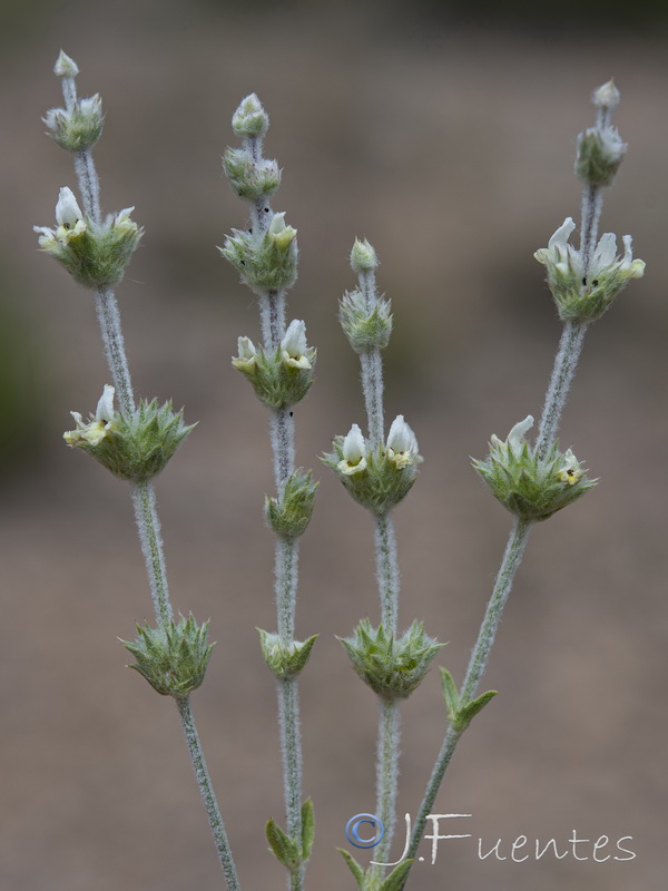 Sideritis leucantha incana.04