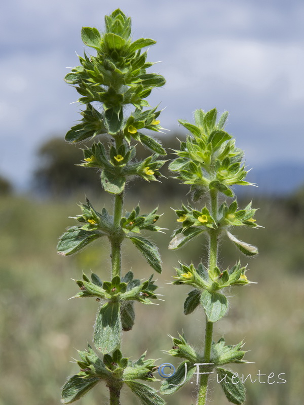 Sideritis montana.05