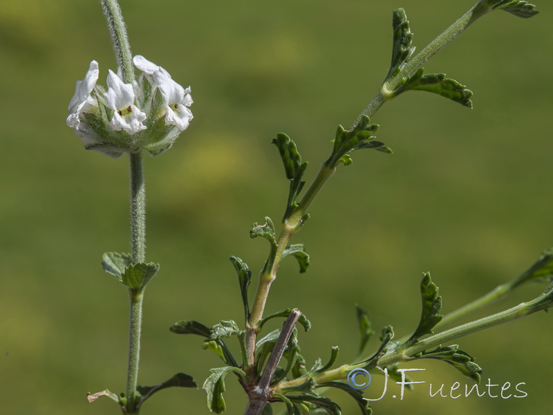 Sideritis osteoxylla.29