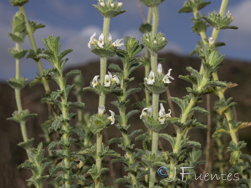 Sideritis osteoxylla.30
