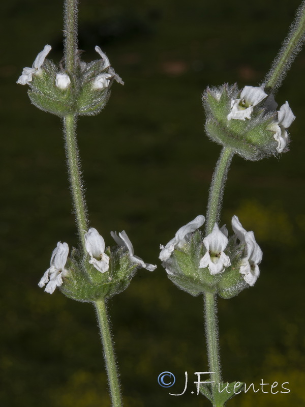 Sideritis osteoxylla.32