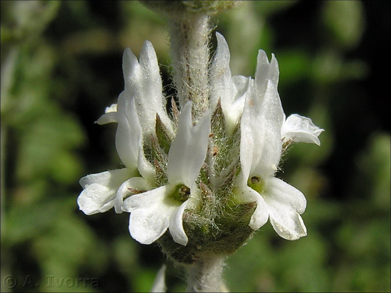 siderits osteoxylla02
