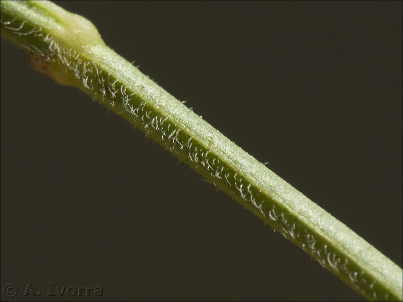 siderits osteoxylla12