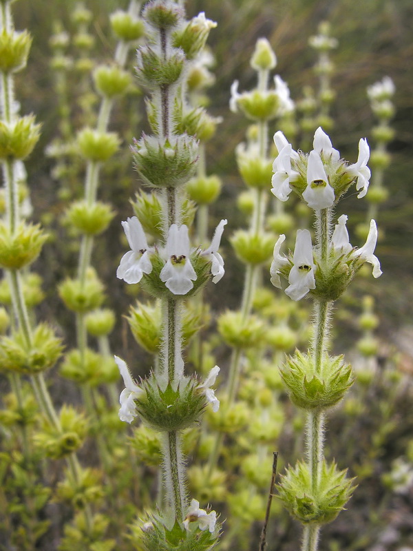 Sideritis pusila alhamillensis.17