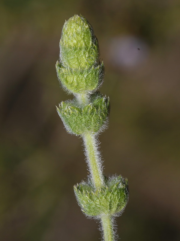 Sideritis pusila alhamillensis.23