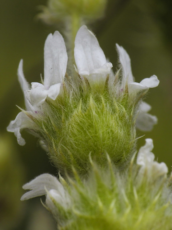 Sideritis pusila alhamillensis.31
