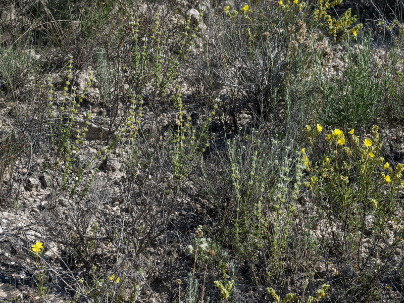 Sideritis pusilla alhamillensis.01