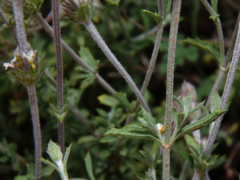 Sideritis pusilla alhamillensis.02