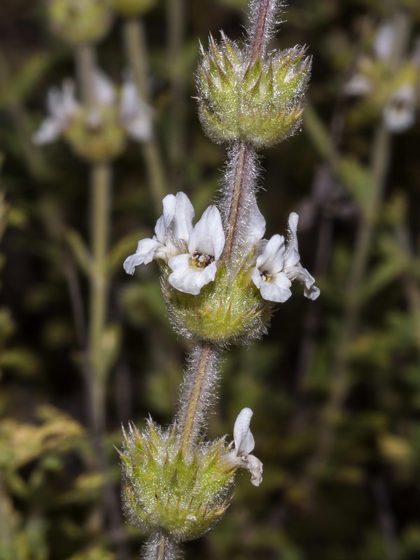 Sideritis pusilla alhamillensis.04