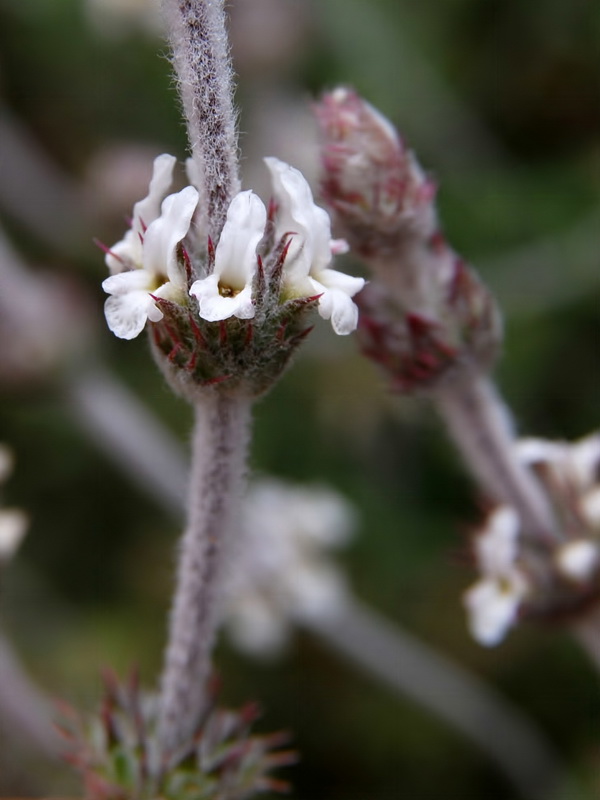 Sideritis pusilla alhamillensis.05