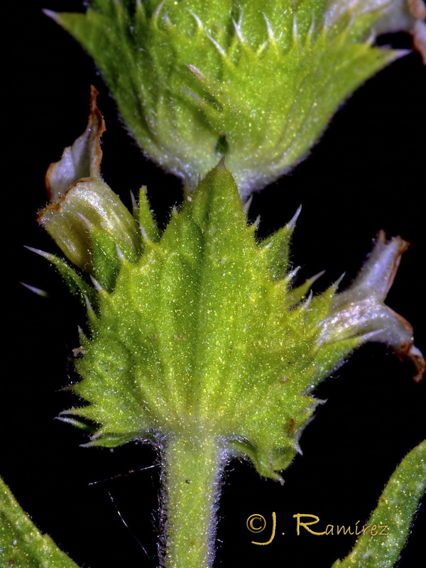 Sideritis reverchoni.07