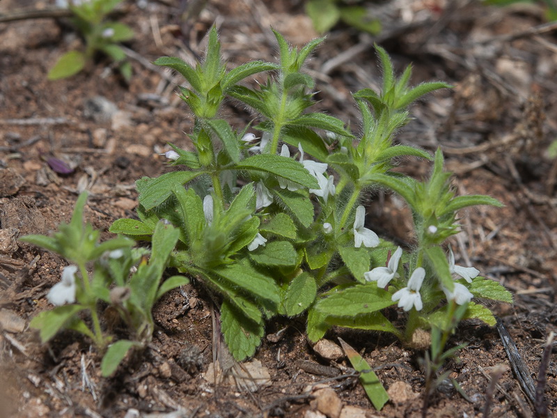 Sideritis romana.03